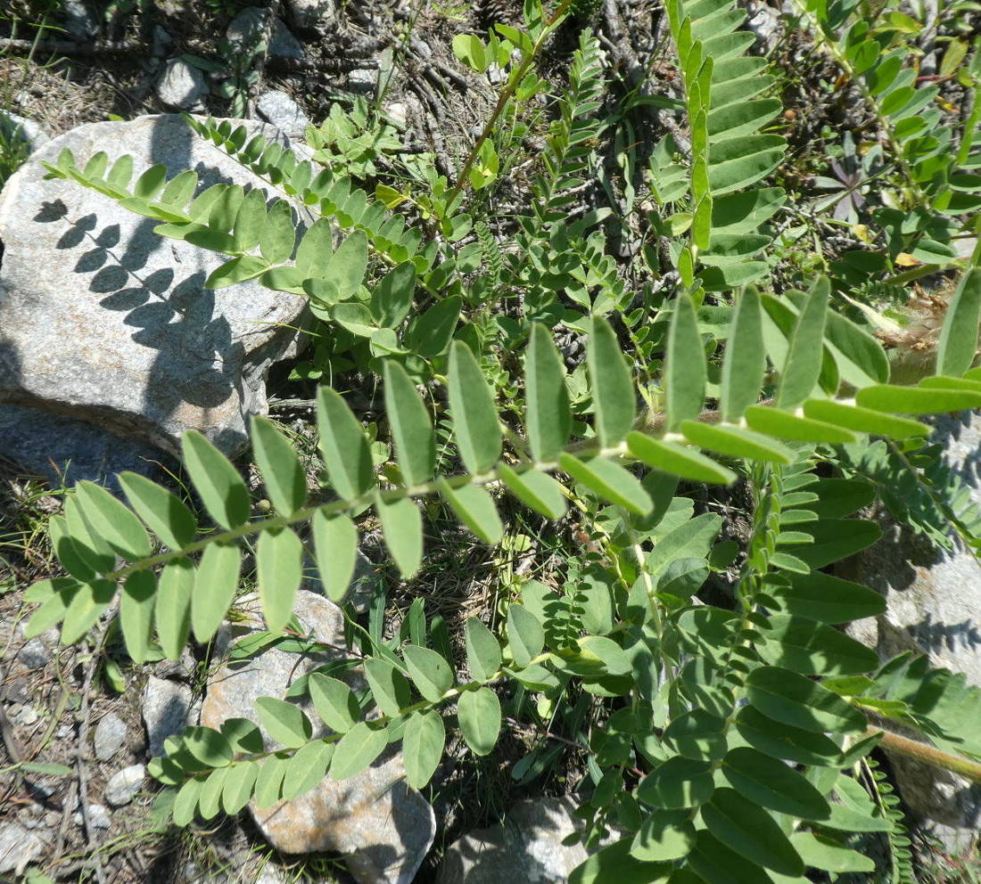 Astragalus alopecurus